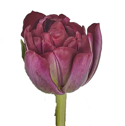 Picture of Tulip Canyon