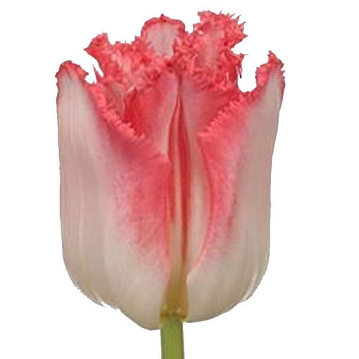 Picture of Tulip lingerie
