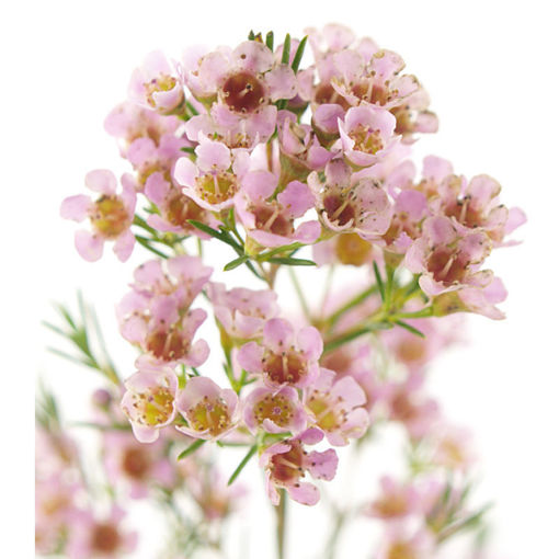 Picture of Wax Flower Wendy