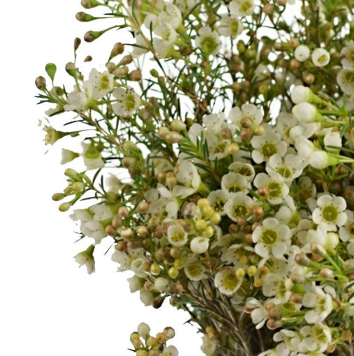 Picture of Wax Flower Ivory Pearls