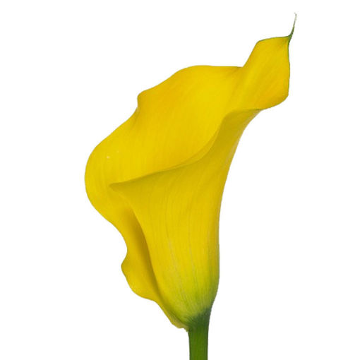 Picture of Calla Lilly Captain Solo