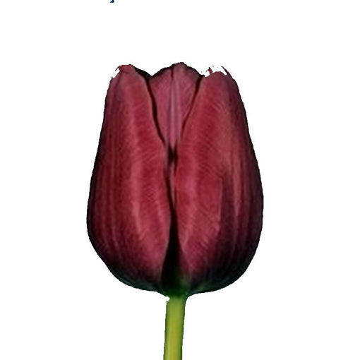 Picture of Tulip Prominence