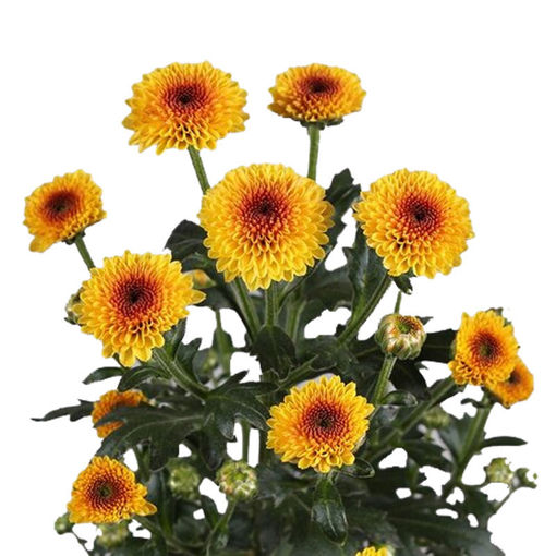 Picture of Chrysant. Santini Calimero Shiny