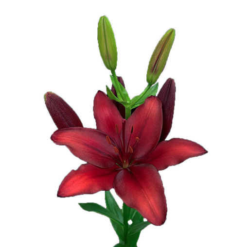 Picture of Lillium Asiatic Ducati