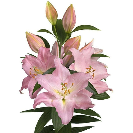 Picture of Lillium Oriental Je t'aime