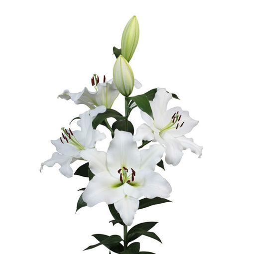 Picture of Lillium Oriental Petacas