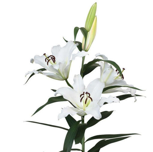 Picture of Lillium Oriental Tuparro