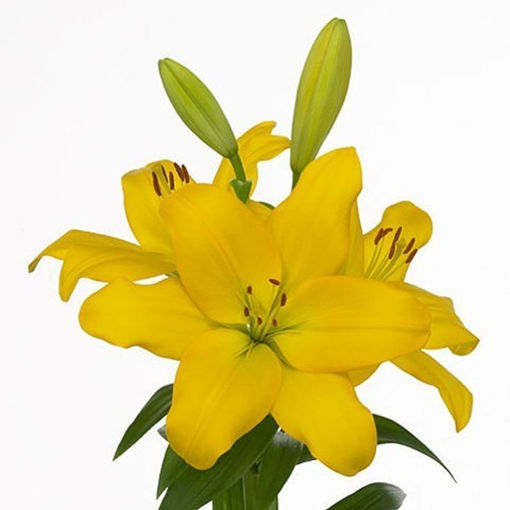 Picture of Lillium LA Rodin