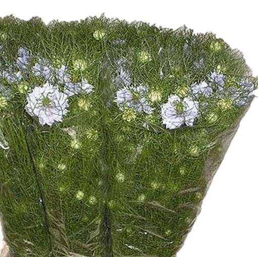 Picture of Nigella Cloudy Lavender