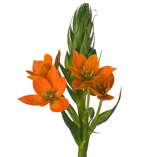 Picture of Ornithogalum Magic star