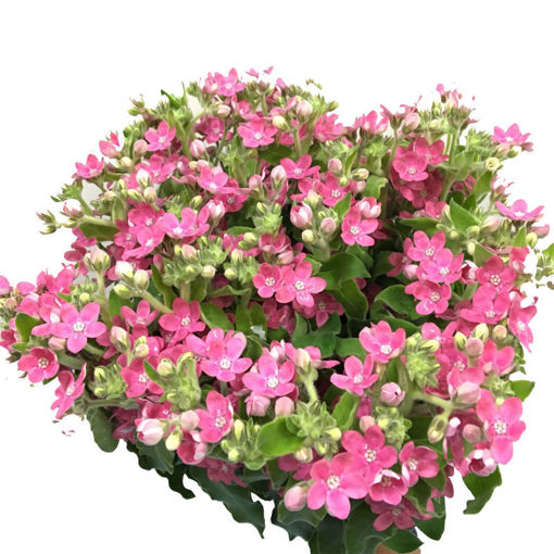 Picture of Oxypetalum Pink Harmony