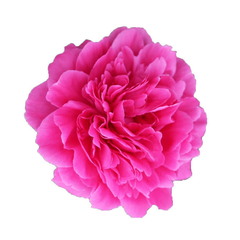Peony Pink Panther | Wholesale Cut Flowers Direct