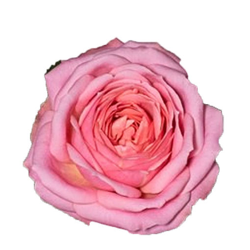 Picture of Rose Adele