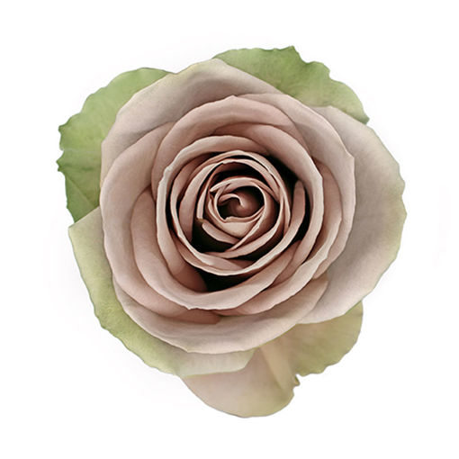 Picture of Rose Amnesia