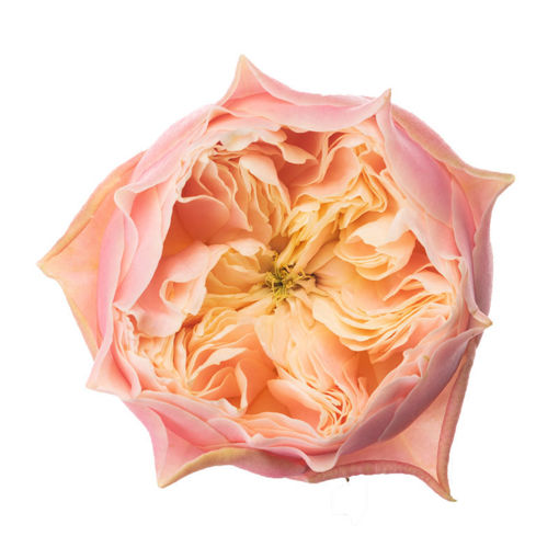 Picture of Rose Garden Vuvuzel Romantic