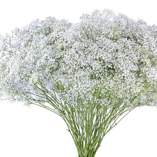 Picture of Gypsophila Xlence