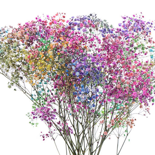 Picture of Gypsophila Rainbow