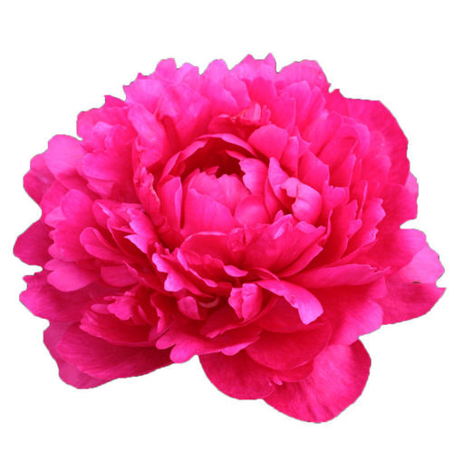 Picture of Peony Kansas