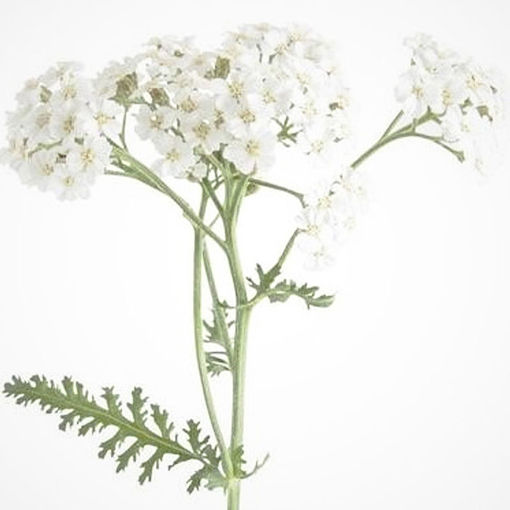 Picture of Achillea Master Class