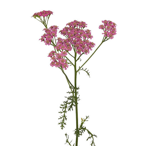 Picture of Achillea Daphne