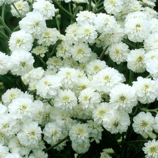 Picture of Achillea The Pearl