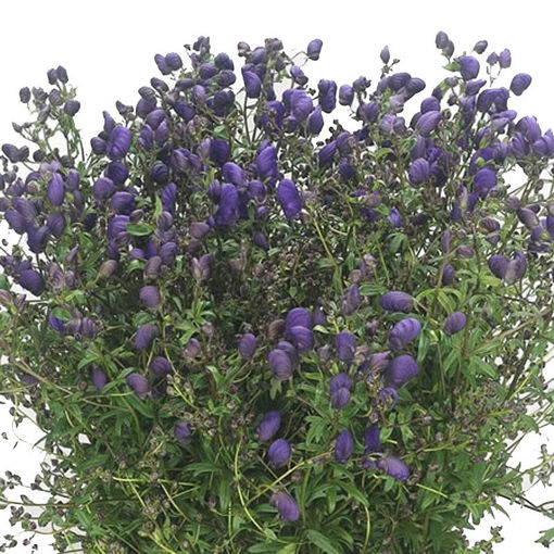 Picture of Aconitum Sparks