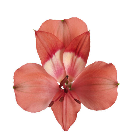 Picture of Alstroemeria Intenz Salmon
