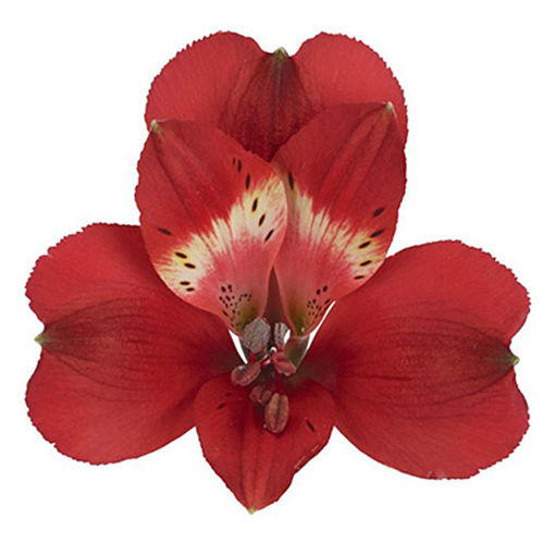Picture of Alstroemeria Rumba