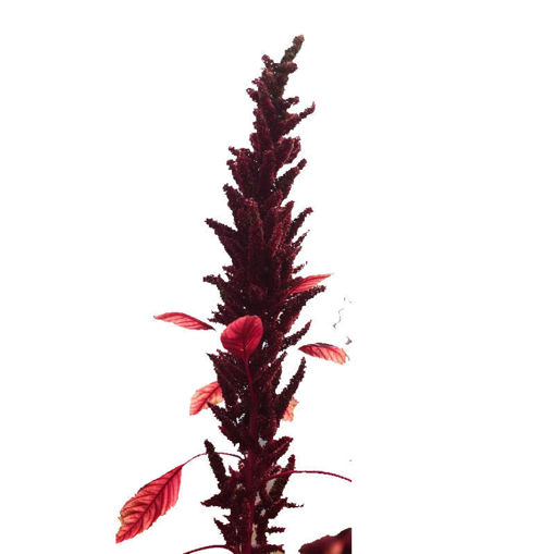 Picture of Amaranthus Velvet Curtains