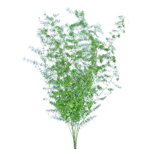 Picture of Asparagus Sprengeri