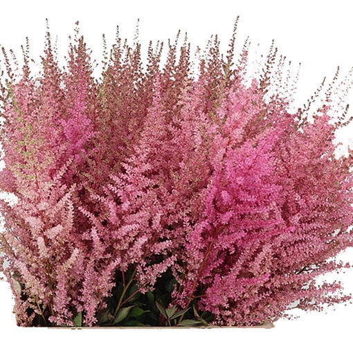 Picture of Astilbe Romanze