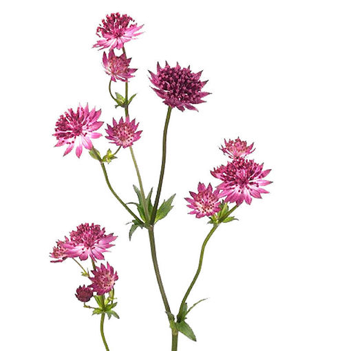 Picture of Astrantia Pink Joyce