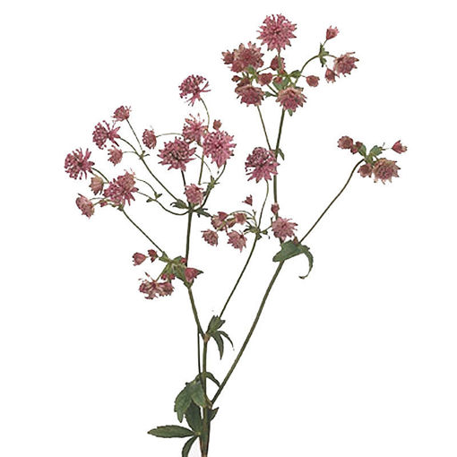 Picture of Astrantia Rosita