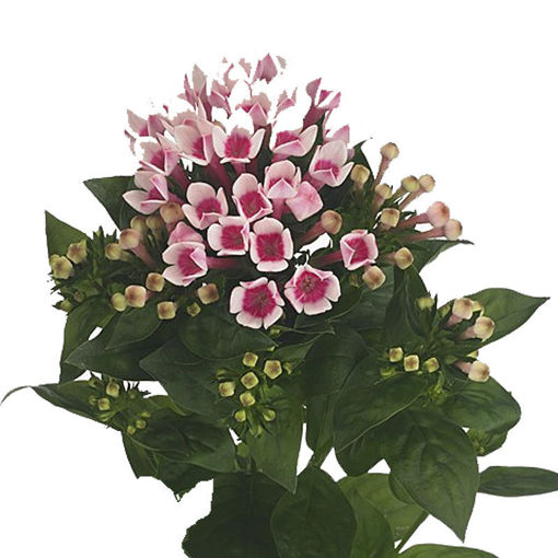 Picture of Bouvardia Roza