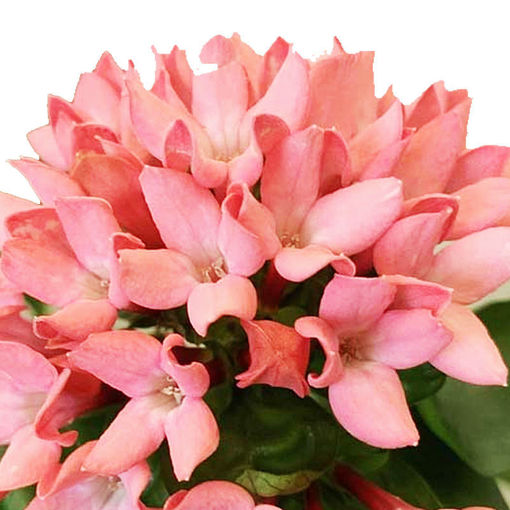 Picture of Bouvardia Sweet Peach