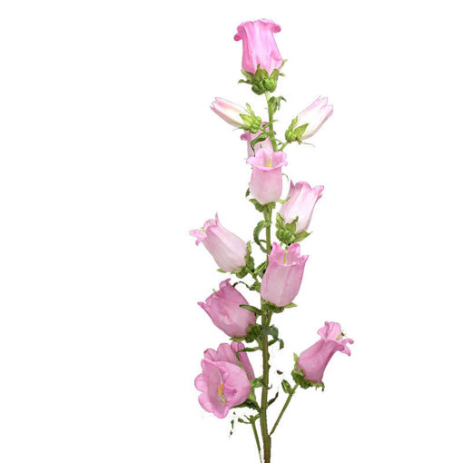 Picture of Campanula Champion Pink