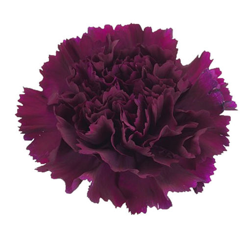 Picture of Carnation Moon Tea