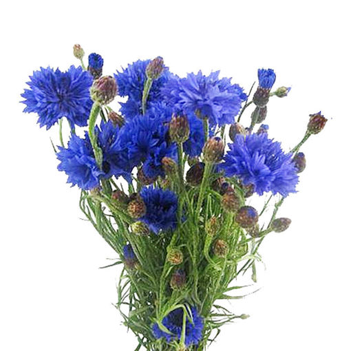 Picture of Centaurea - Cornflower Blue