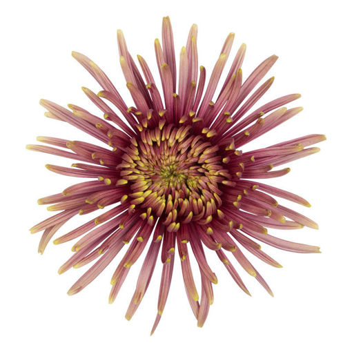 Picture of Chrysant. Disbud Baltaza Flame