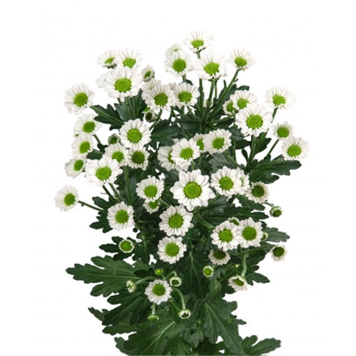 Picture of Chrysant. Santini  Madiba white