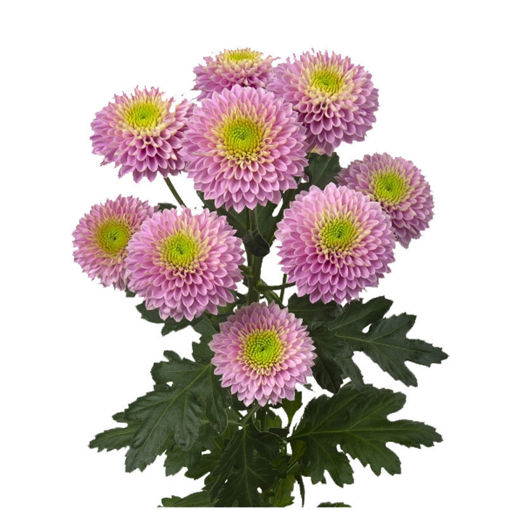 Picture of Chrysant. Spray Souvenier