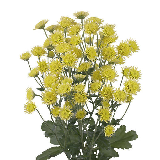Picture of Chrysant. Spray Stallion Yellow