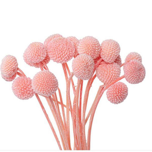 Picture of Craspedia Pink