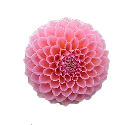 Picture of Dahlia Bathalie