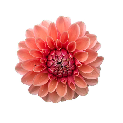 Picture of Dahlia Chanel