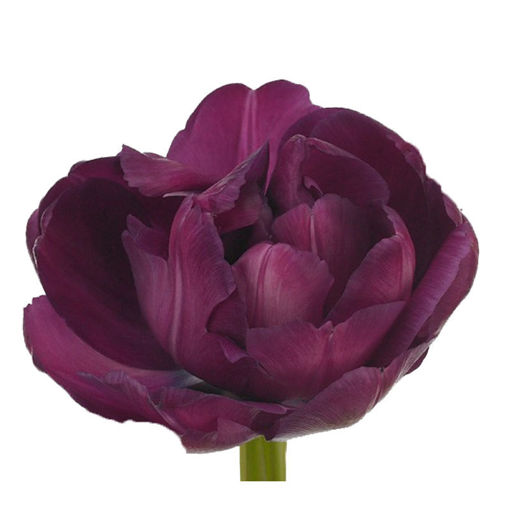 Picture of Tulip Blue Diamond
