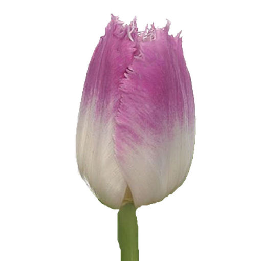 Picture of Tulip Oviedo