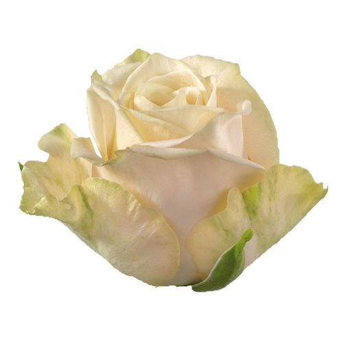 Picture of Rose Top Fair