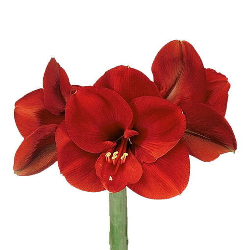 Picture of Amaryllis Ferrari
