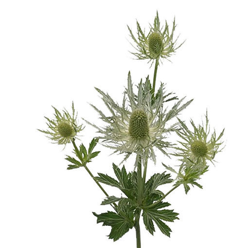 Picture of Eryngium White Star